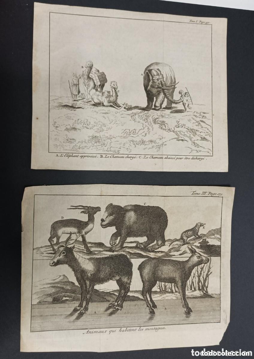 Arte: Conjunto de 2 grabados Siglo XVIII. Animaux qui habitent les montagnes & El&eacute;phant apprivois&eacute;,Chameau