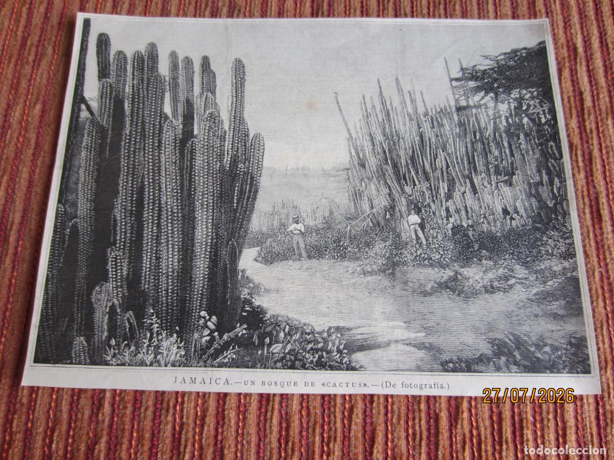 Arte: SIGLO XIX- GRABADO ORIGINAL DE JAMAICA. BOSQUE DE CACTUS
