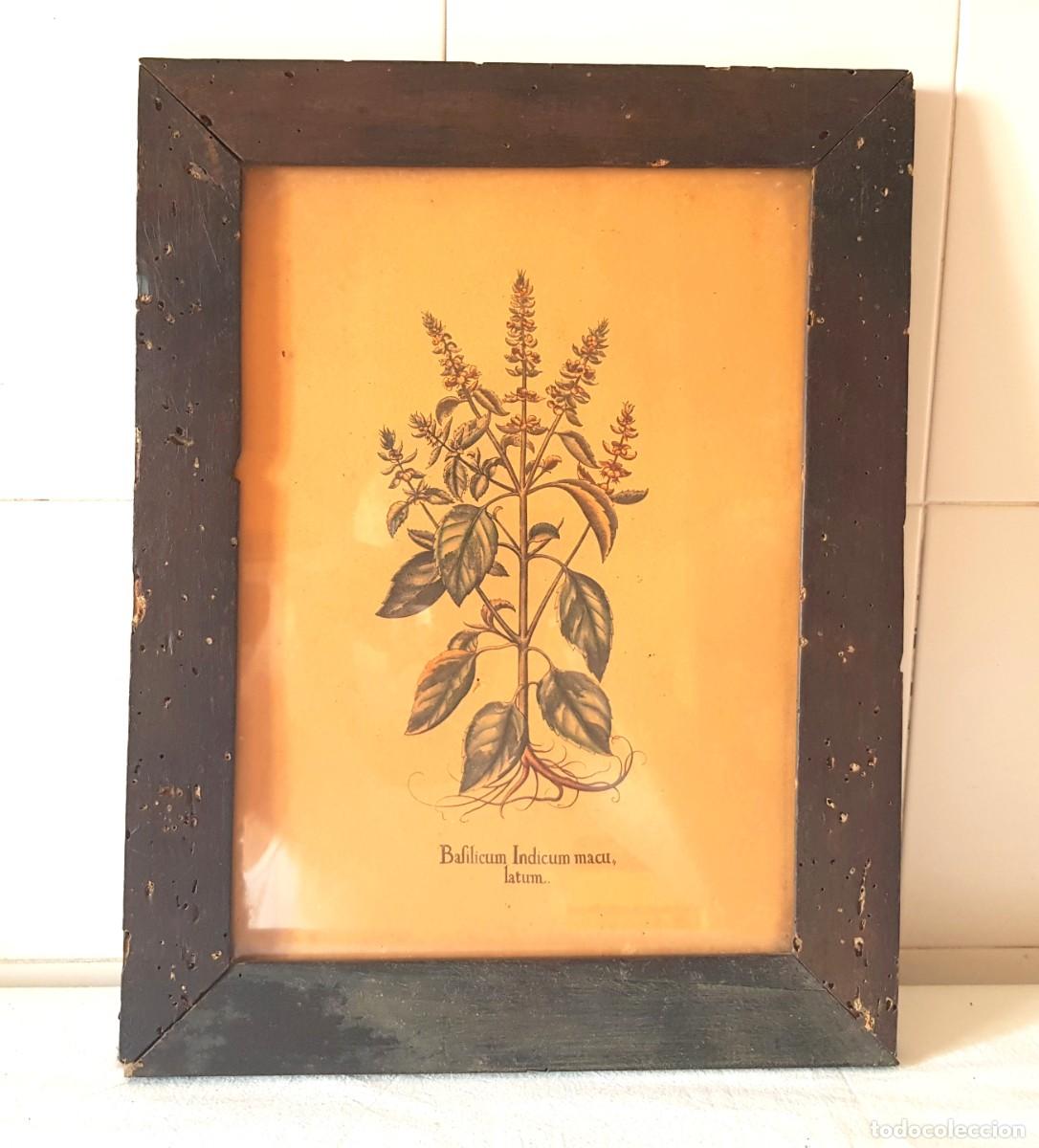 Arte: Pintura antigua, grabado bot&aacute;nico vintage, siglo XX - Basilicum Indicum maculatum