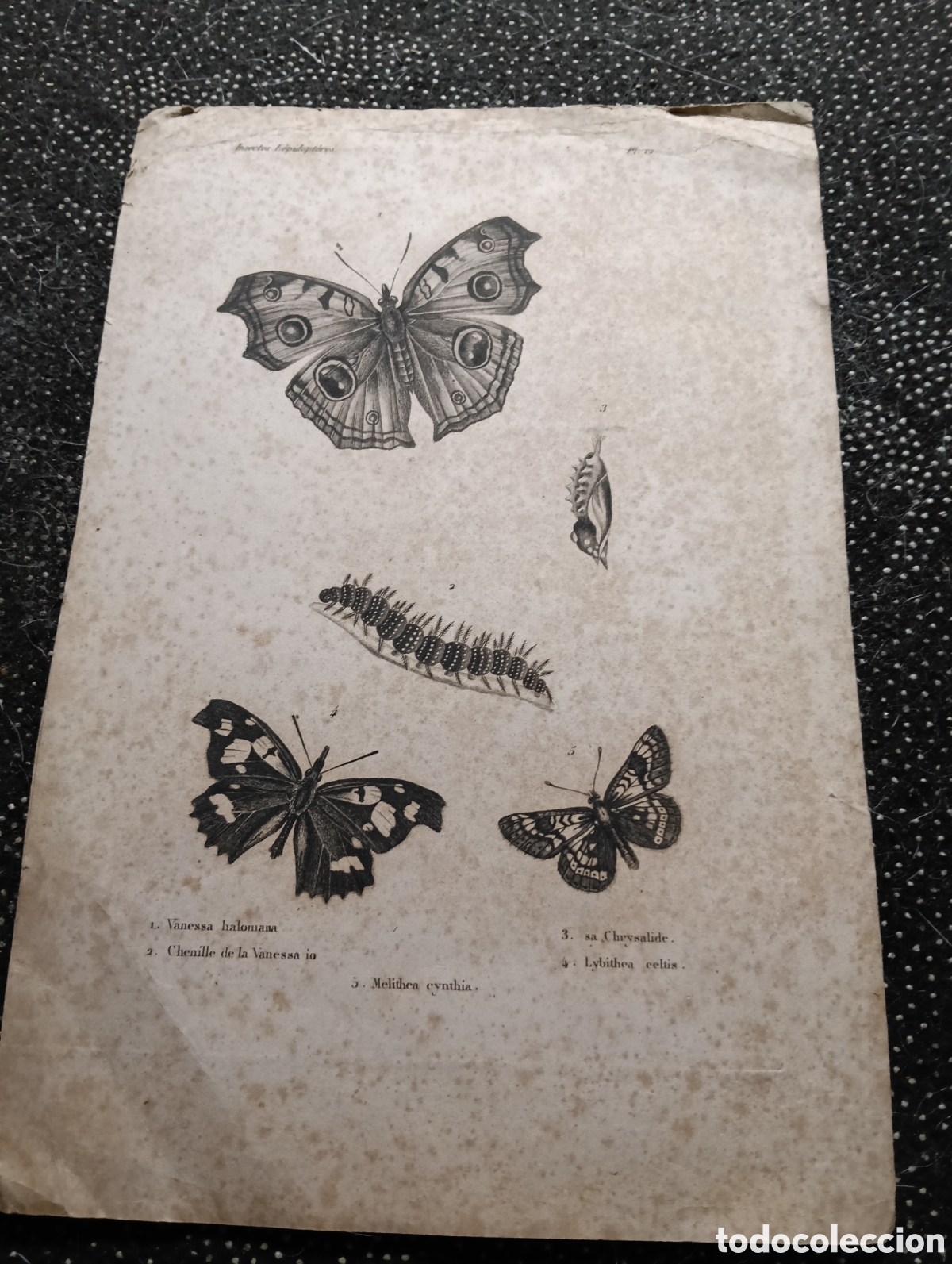 Arte: Antiguo grabado sobre Mariposas con todos los nombres en lat&iacute;n, mide 22 x 15 cm
