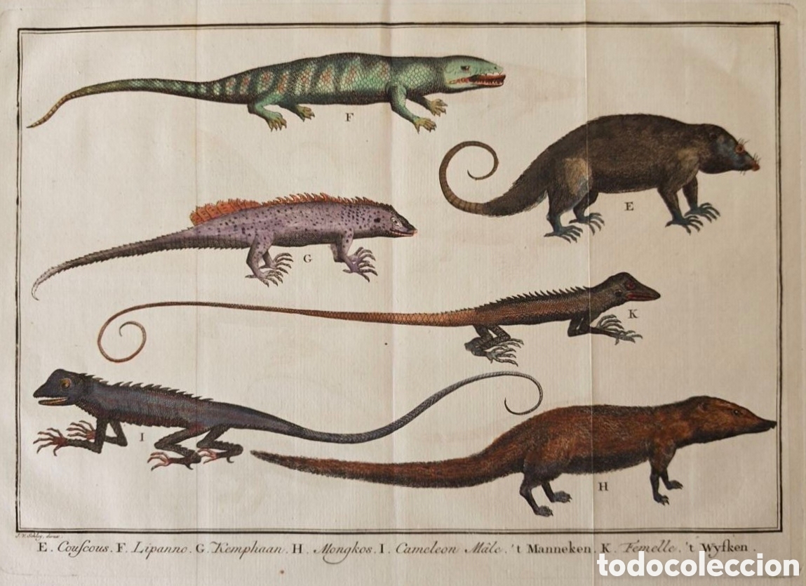 Arte: Fran&ccedil;ois Velentijn (1666-1727). Grabado. Original. Mam&iacute;feros. Reptiles. Ex&oacute;ticos. Indias Orientales.