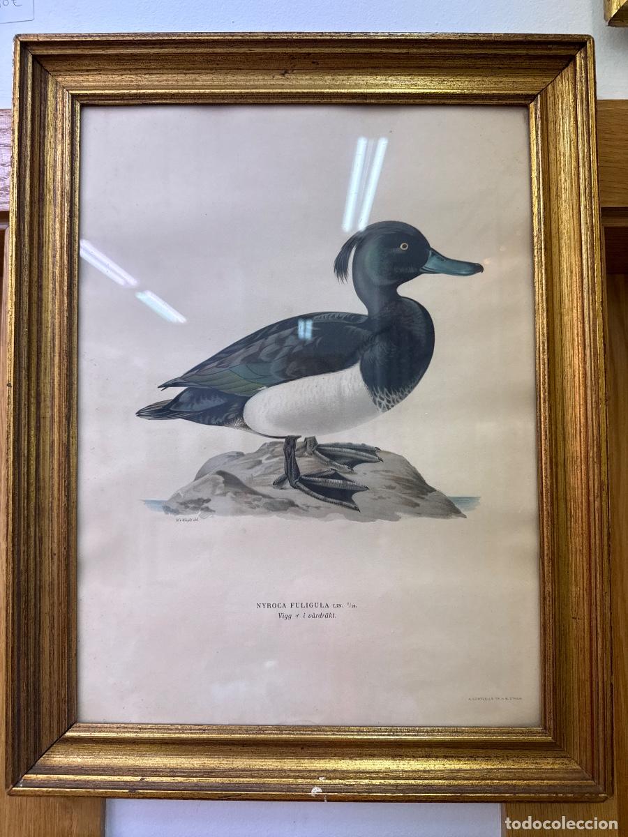 Arte: Cuatro litograf&iacute;as en color de aves, enmarcadas