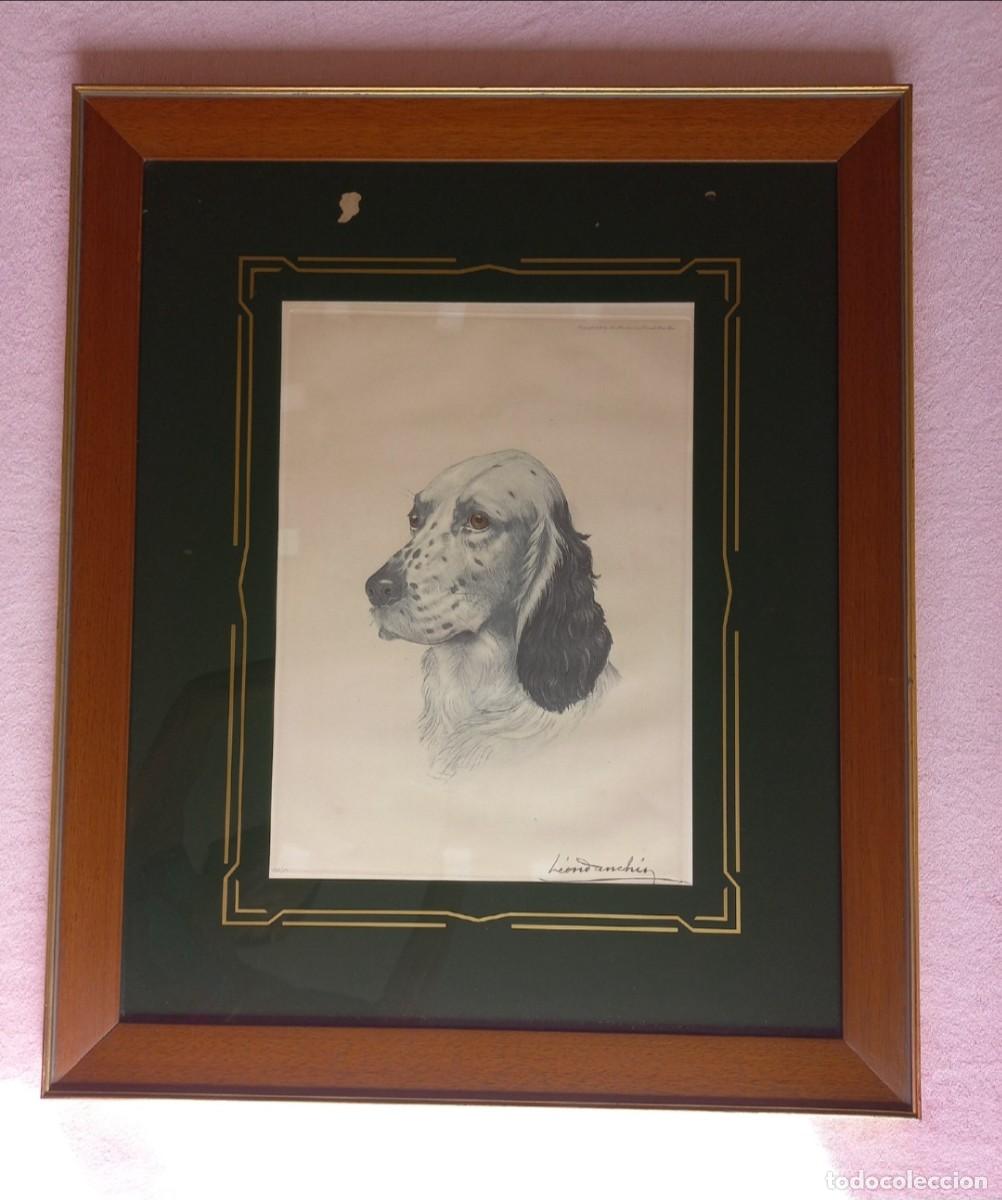Arte: Grabado Original L&eacute;on Danchin - Perro Setter (Edici&oacute;n Limitada 364/500) Enmarcado