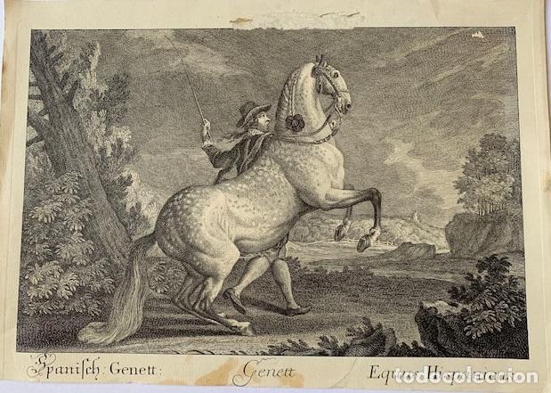Arte: Caballo espa&ntilde;ol, Equus Hispanicus - Grabado de Elias Ridinger