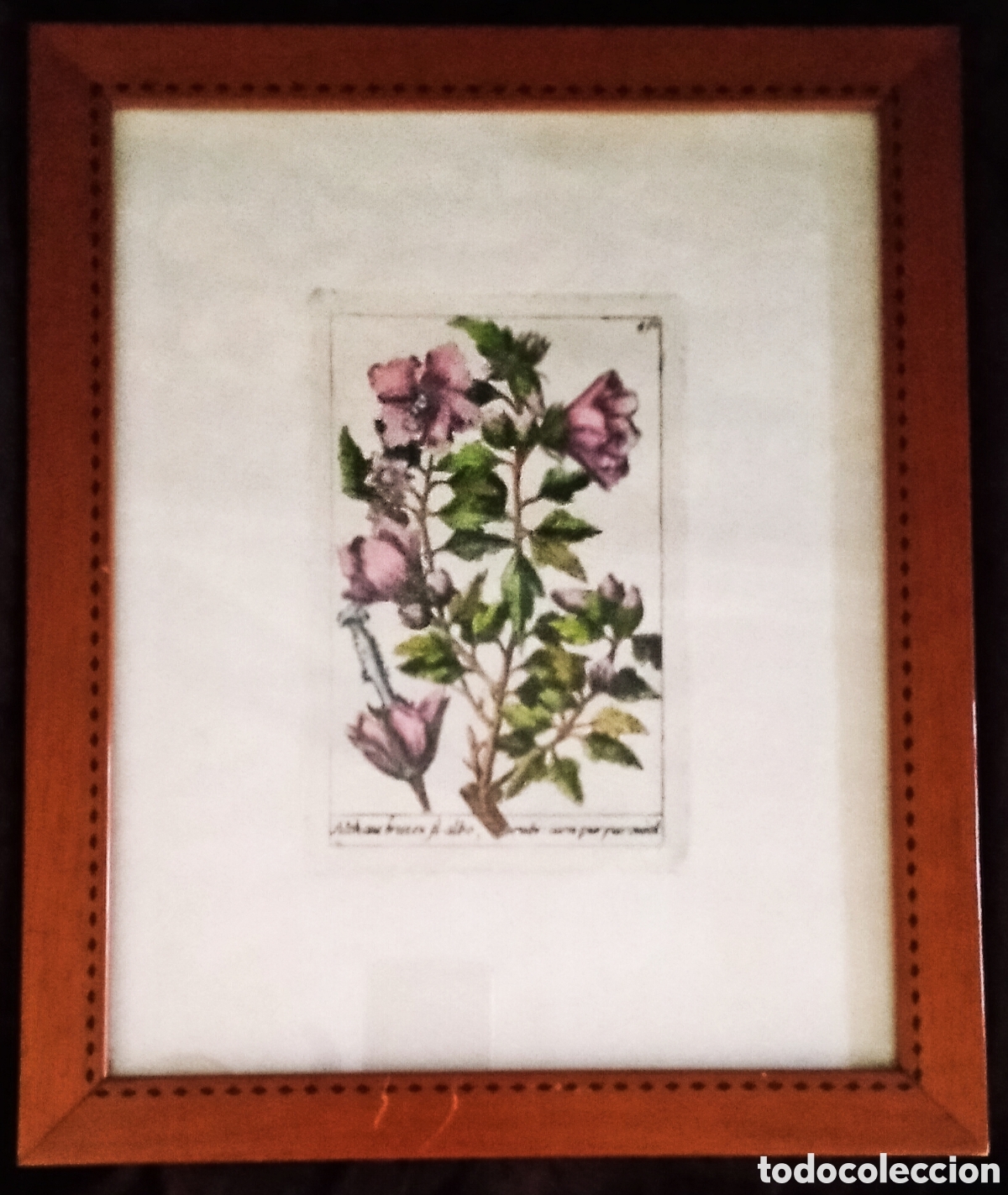 Arte: GRABADO S. XVIII (PAR&Iacute;S, 1714) / * FLORES *. AUTOR: JACQUES BARRELIER. ENMARCADO