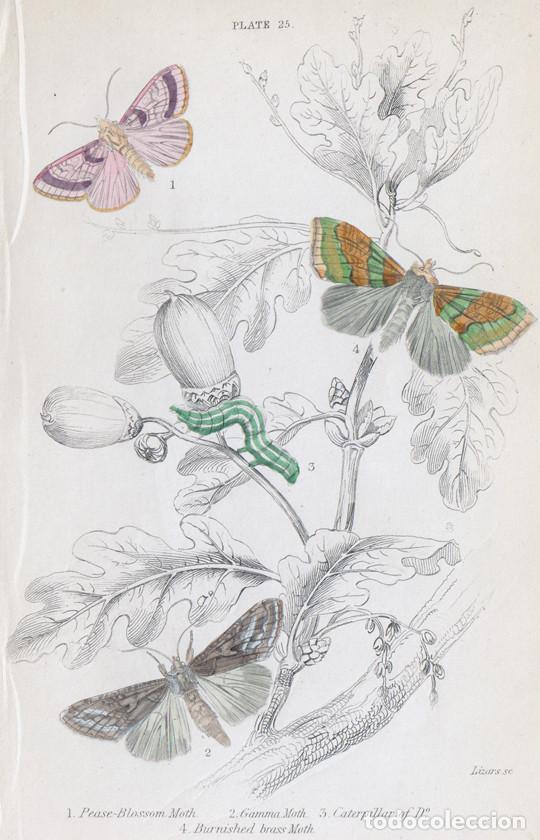 Arte: PEQUE&Ntilde;O GRABADO ILUMINADO, DE LIZARS 1836. POLILLAS. PERIPHANES DELPHINII, DIACHRYSIA CHRYSITIS, &c.