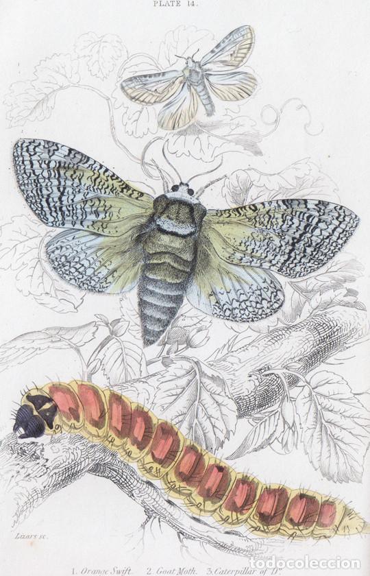 Arte: PEQUE&Ntilde;O GRABADO ILUMINADO DE LIZARS, 1836. MARIPOSAS, POLILLAS. COSSUS COSSUS, TRIODIA SYLVINA, &c.