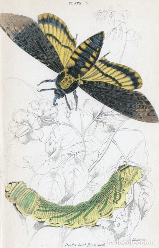 Arte: PEQUE&Ntilde;O GRABADO ILUMINADO, DE LIZARS, 1836. MARIPOSA NOTURNA, POLILLA. ESFINGE CALAVERA, ACHERONTIA
