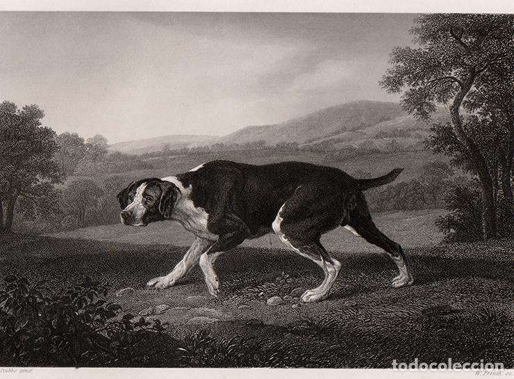 Arte: GRABADO AL ACERO DE 1849, PERRO DE CAZA, DE GEORGE STUBBS. GRAB&Oacute; W. FRENCH. A. H. PAYNE, BOOK OF ART