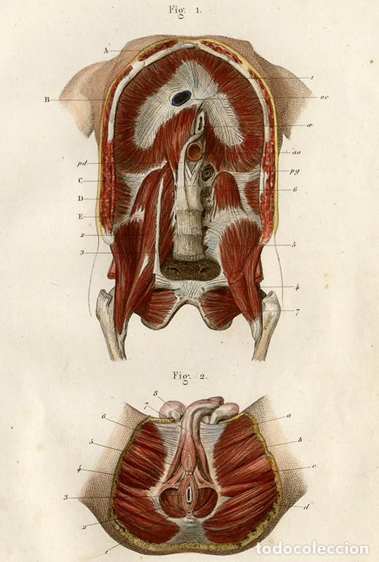 Arte: PEQUE&Ntilde;O GRABADO ANAT&Oacute;MICO ILUMINADO, 1855: MIOLOG&Iacute;A, SISTEMA MUSCULAR. DIAFRAGMA, T&Oacute;RAX, PERINEO...