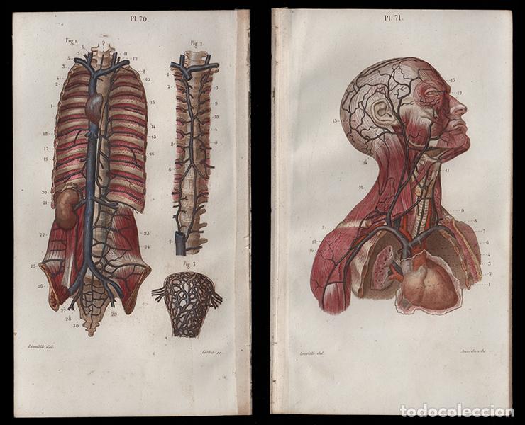 Arte: 2 PEQUE&Ntilde;OS GRABADOS COLOREADOS DE ANATOM&Iacute;A, 1850: OSTEOLOG&Iacute;A. PARIETAL, ETMOIDES, ETC. GRAB&Oacute; CORBI&Eacute;