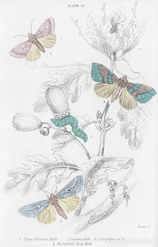 Arte: PEQUE&Ntilde;O GRABADO ILUMINADO, DE LIZARS 1836. POLILLAS. PERIPHANES DELPHINII, DIACHRYSIA CHRYSITIS, &c.