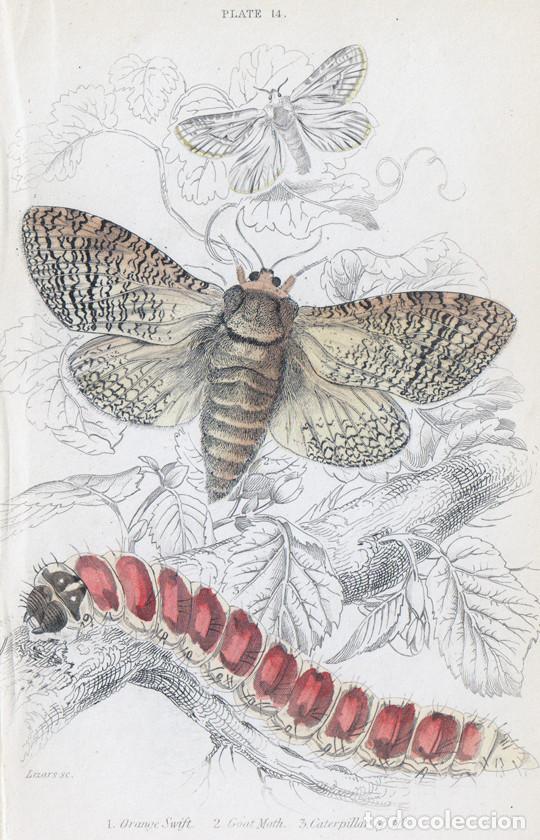 Arte: PEQUE&Ntilde;O GRABADO ILUMINADO DE LIZARS, 1836. MARIPOSAS, POLILLAS. COSSUS COSSUS, TRIODIA SYLVINA, &c.