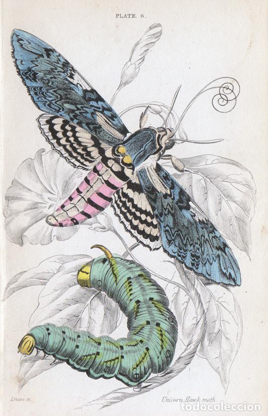 Arte: PEQUE&Ntilde;O GRABADO COLOREADO A MANO, DE W.H. LIZARS, 1836. MARIPOSA NOTURNA, POLILLA. AGRIUS CONVOLVULI