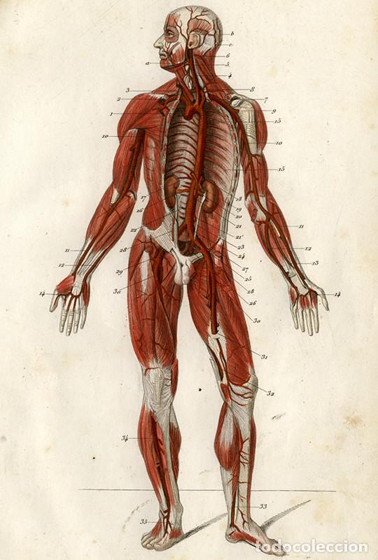 Arte: PEQUE&Ntilde;O GRABADO ANAT&Oacute;MICO ILUMINADO, 1855: SISTEMA ARTERIAL. ARTERIAS VISTAS EN CONJUNTO. L&Eacute;VEILL&Eacute;