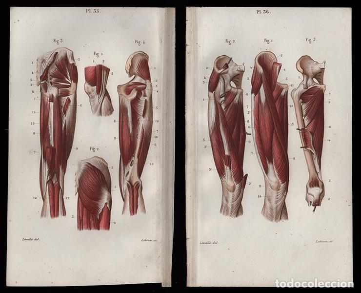 Arte: 2 PEQUE&Ntilde;OS GRABADOS COLOREADOS DE ANATOM&Iacute;A, DE 1850: MIOLOG&Iacute;A. MIEMBRO INFERIOR, PIERNAS. L&Eacute;VEILL&Eacute;