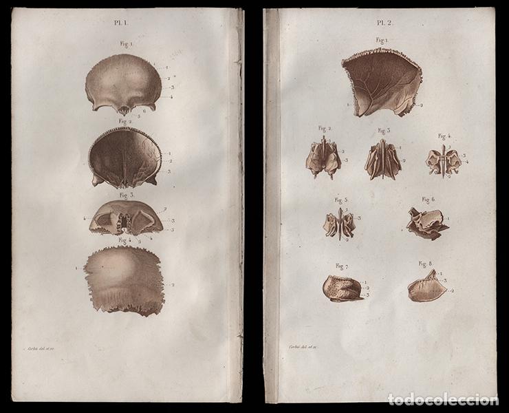 Arte: 2 PEQUE&Ntilde;OS GRABADOS COLOREADOS DE ANATOM&Iacute;A, 1850: OSTEOLOG&Iacute;A. PARIETAL, ETMOIDES, ETC. GRAB&Oacute; CORBI&Eacute;