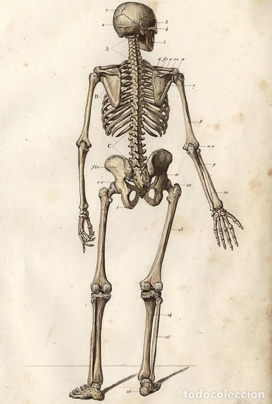 Arte: PEQUE&Ntilde;O GRABADO ANAT&Oacute;MICO ILUMINADO, 1855: ESQUELETO DESDE DETR&Aacute;S. APARATO LOCOMOTOR, SISTEMA &Oacute;SEO