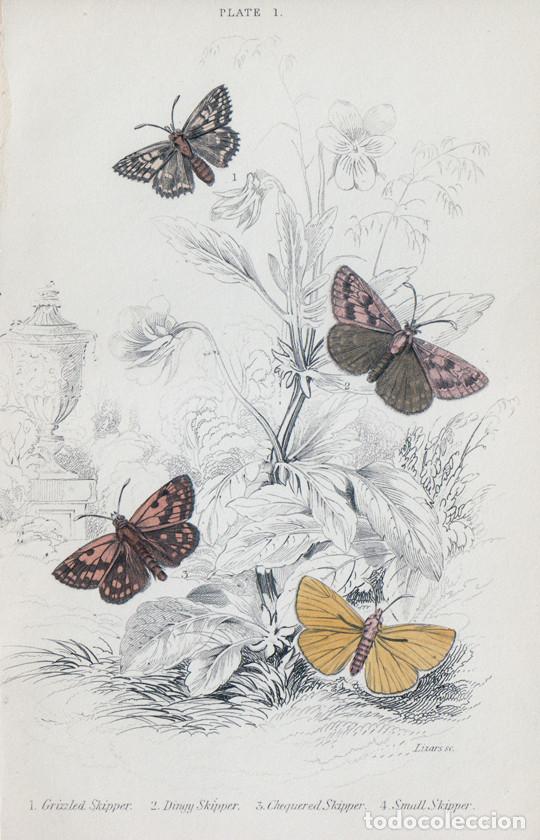 Arte: PEQUE&Ntilde;O GRABADO COLOREADO A MANO, DE W.H. LIZARS (1836). MARIPOSAS NOTURNAS, POLILLAS. HESP&Eacute;RIDOS