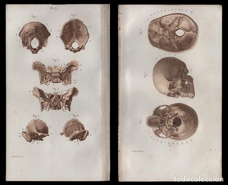 Arte: 2 PEQUE&Ntilde;OS GRABADOS COLOREADOS DE ANATOM&Iacute;A, DE 1850: OSTEOLOG&Iacute;A. CR&Aacute;NEO GENERAL, ETC. GRAB&Oacute; CORBI&Eacute;
