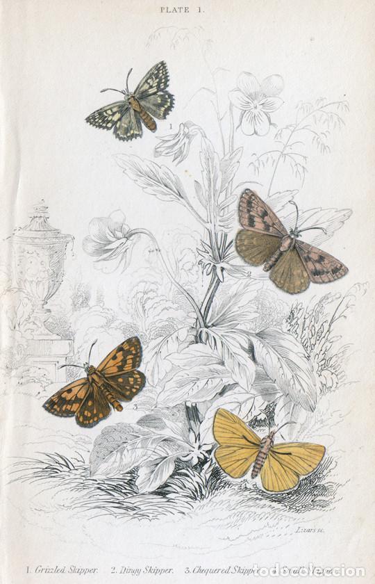 Art: PEQUE&Ntilde;O GRABADO COLOREADO A MANO, DE W.H. LIZARS (1836). MARIPOSAS NOTURNAS, POLILLAS. HESP&Eacute;RIDOS