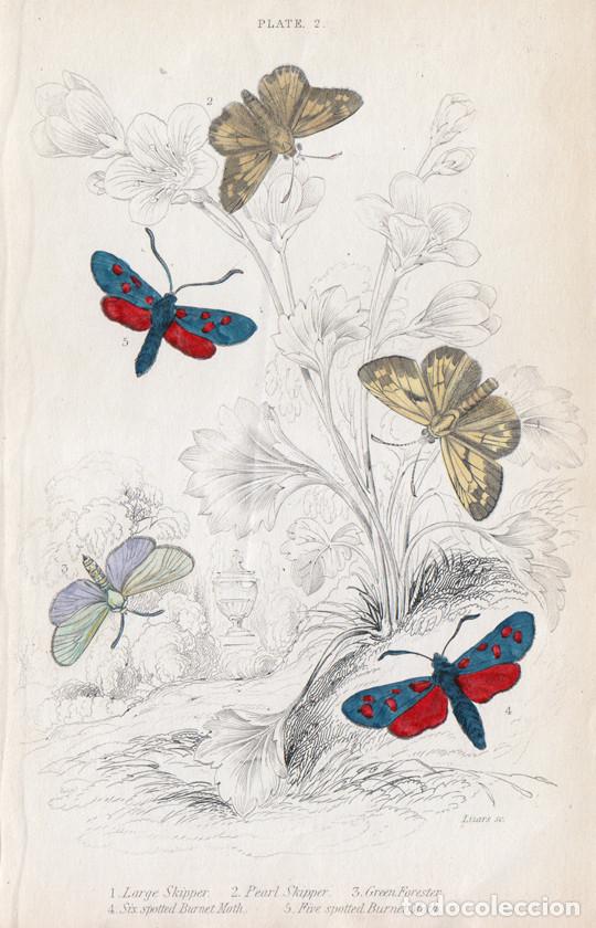 Arte: PEQUE&Ntilde;O GRABADO ILUMINADO, DE W.H. LIZARS, 1836. MARIPOSAS NOTURNAS, POLILLAS. PAMPHILA, SPHINX, &c.
