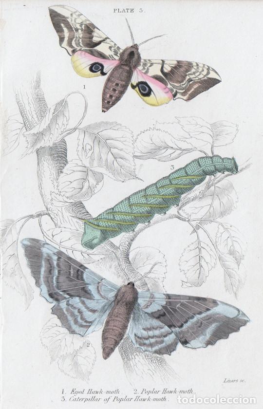Arte: PEQUE&Ntilde;O GRABADO COLOREADO A MANO, DE W.H. LIZARS (1836). MARIPOSAS NOTURNAS, POLILLAS. SMERINTHUS
