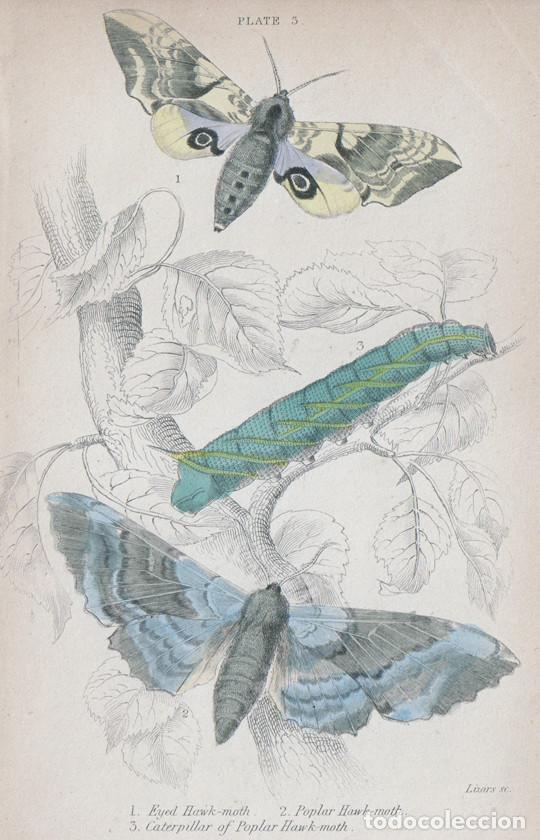 Art: PEQUE&Ntilde;O GRABADO COLOREADO A MANO, DE W.H. LIZARS (1836). MARIPOSAS NOTURNAS, POLILLAS. SMERINTHUS