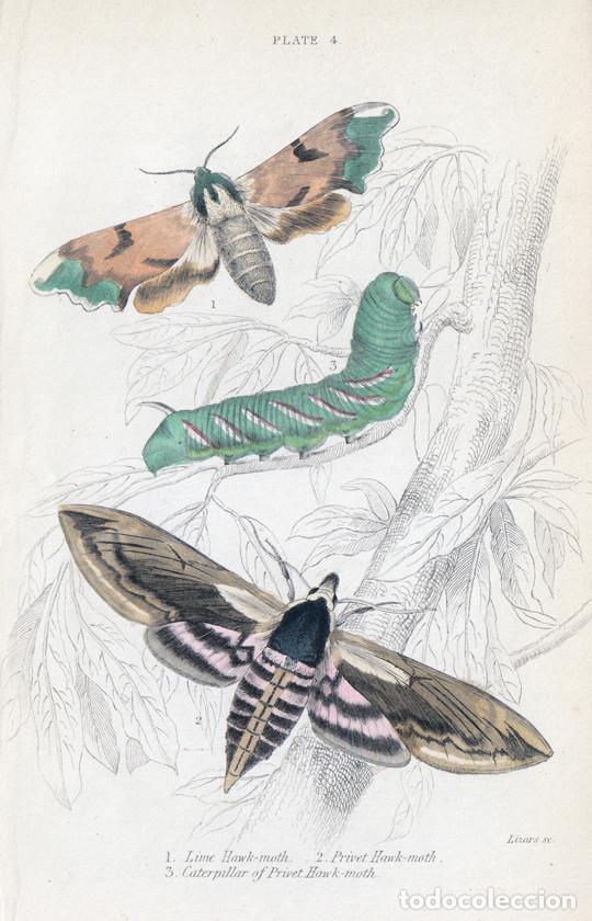 Arte: PEQUE&Ntilde;O GRABADO ILUMINADO, DE LIZARS, 1836. MARIPOSAS NOTURNAS, POLILLAS. ESF&Iacute;NGIDOS, SPHINGIDAE