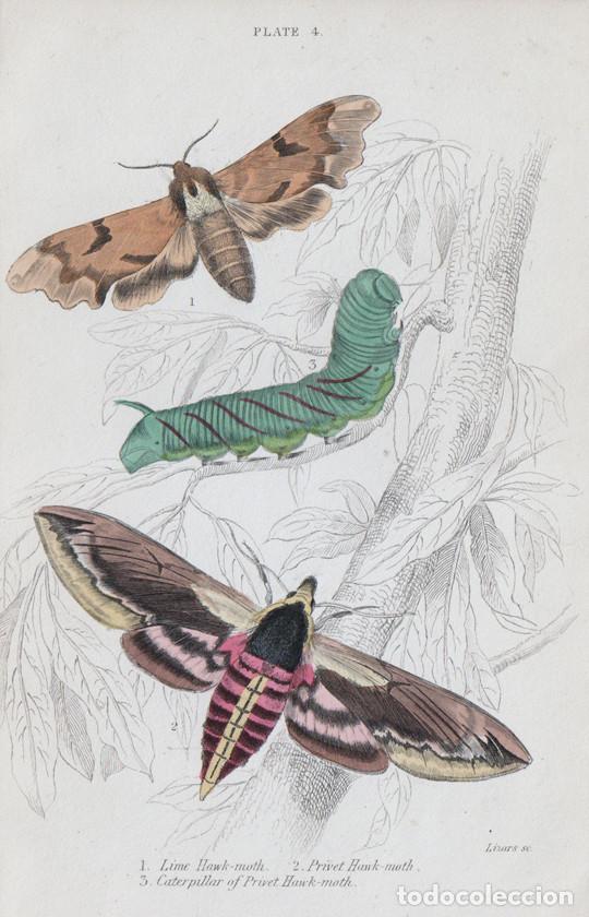 Arte: PEQUE&Ntilde;O GRABADO ILUMINADO, DE LIZARS, 1836. MARIPOSAS NOTURNAS, POLILLAS. ESF&Iacute;NGIDOS, SPHINGIDAE