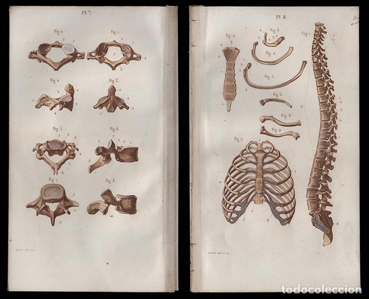 Arte: 2 PEQUE&Ntilde;OS GRABADOS COLOREADOS DE ANATOM&Iacute;A, 1850: OSTEOLOG&Iacute;A. COLUMNA VERTEBRAL, T&Oacute;RAX, ETC. CORBI&Eacute;