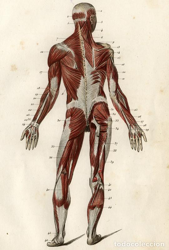 Arte: PEQUE&Ntilde;O GRABADO ANAT&Oacute;MICO ILUMINADO, DE 1855. SISTEMA MUSCULAR VISTO POR DETR&Aacute;S. APARATO LOCOMOTOR