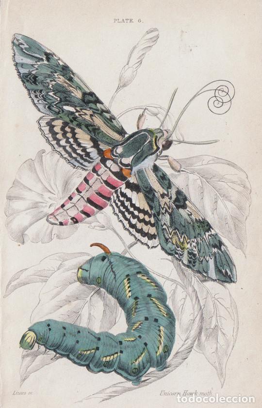 Arte: PEQUE&Ntilde;O GRABADO COLOREADO A MANO, DE W.H. LIZARS, 1836. MARIPOSA NOTURNA, POLILLA. AGRIUS CONVOLVULI