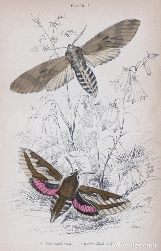 Arte: PEQUE&Ntilde;O GRABADO ILUMINADO DE LIZARS, 1836. MARIPOSAS NOTURNAS, POLILLAS. SPHINX PINASTRI, RETHERA K.