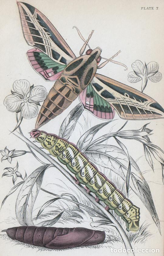 Arte: PEQUE&Ntilde;O GRABADO ILUMINADO DE LIZARS, 1841. MARIPOSAS NOTURNA, POLILLA. EUMORPHA VITIS, ORUGA Y PUPA