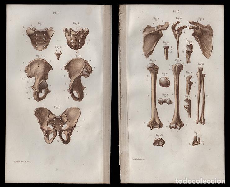 Arte: 2 PEQUE&Ntilde;OS GRABADOS COLOREADOS DE ANATOM&Iacute;A, DE 1850: OSTEOLOG&Iacute;A. PELVIS, H&Uacute;MERO, COXIS, ETC. CORBI&Eacute;