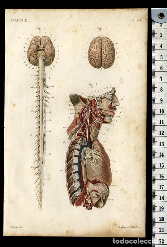 Arte: PEQUE&Ntilde;O GRABADO ANAT&Oacute;MICO ILUMINADO, DE 1855: SISTEMA NERVIOSO, CEREBRO, M&Eacute;DULA, NERVIOS CEREBRALES