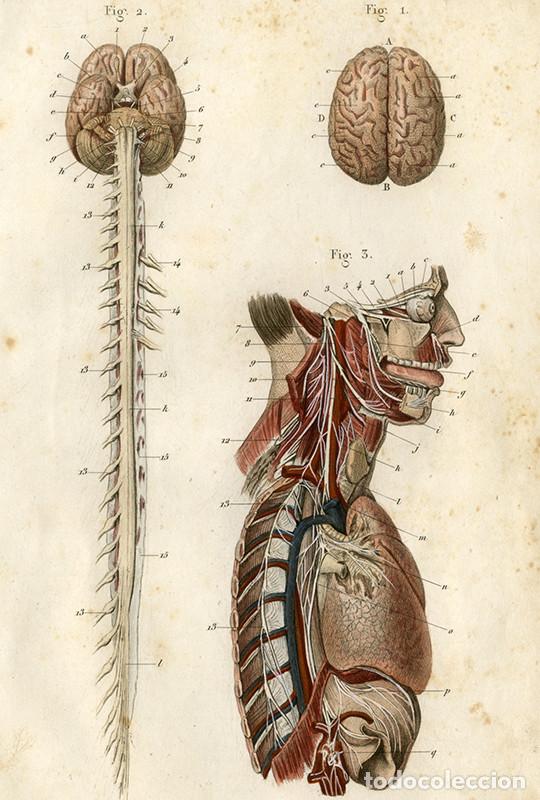 Art: PEQUE&Ntilde;O GRABADO ANAT&Oacute;MICO ILUMINADO, DE 1855: SISTEMA NERVIOSO, CEREBRO, M&Eacute;DULA, NERVIOS CEREBRALES