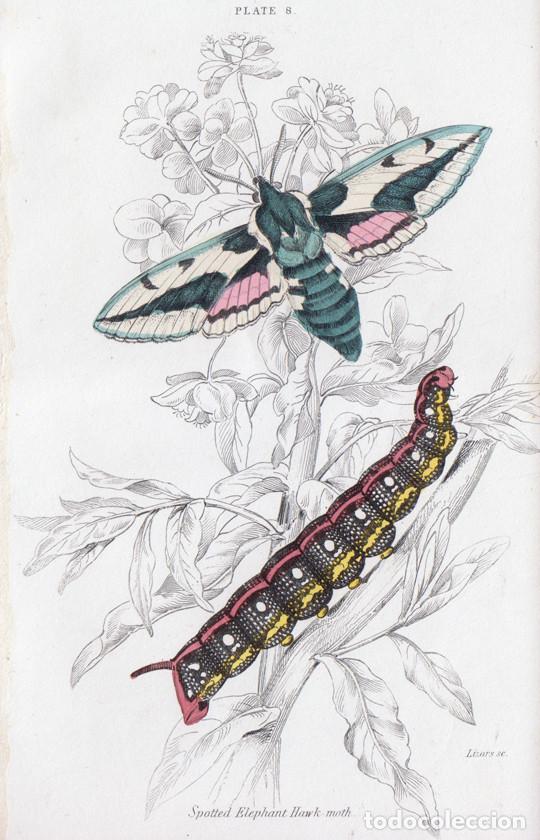 Arte: PEQUE&Ntilde;O GRABADO ILUMINADO DE LIZARS, 1836. MARIPOSA, POLILLA. ESFINGE LECHETREZNA o HYLES EUPHORBIAE