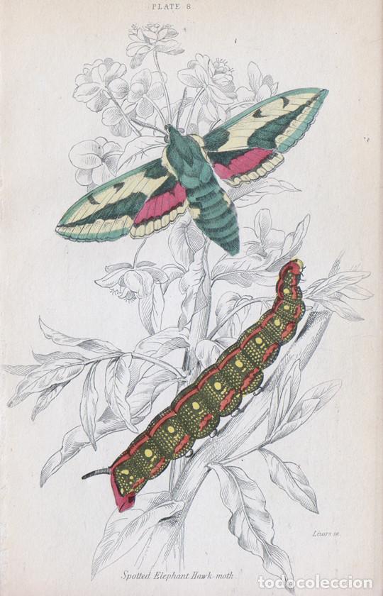 Arte: PEQUE&Ntilde;O GRABADO ILUMINADO DE LIZARS, 1836. MARIPOSA, POLILLA. ESFINGE LECHETREZNA o HYLES EUPHORBIAE