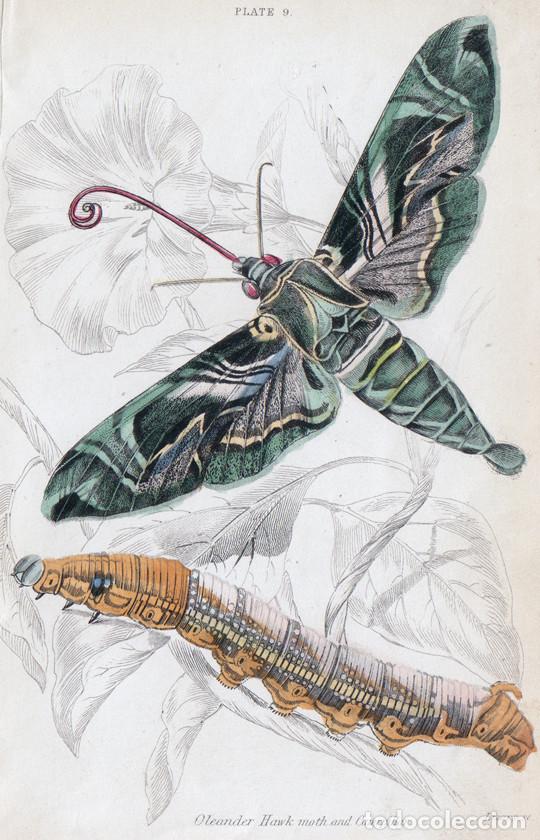 Arte: PEQUE&Ntilde;O GRABADO ILUMINADO DE LIZARS, 1836. MARIPOSA, POLILLA. ESFINGE DE LA ADELFA o DAPHNIS NERII