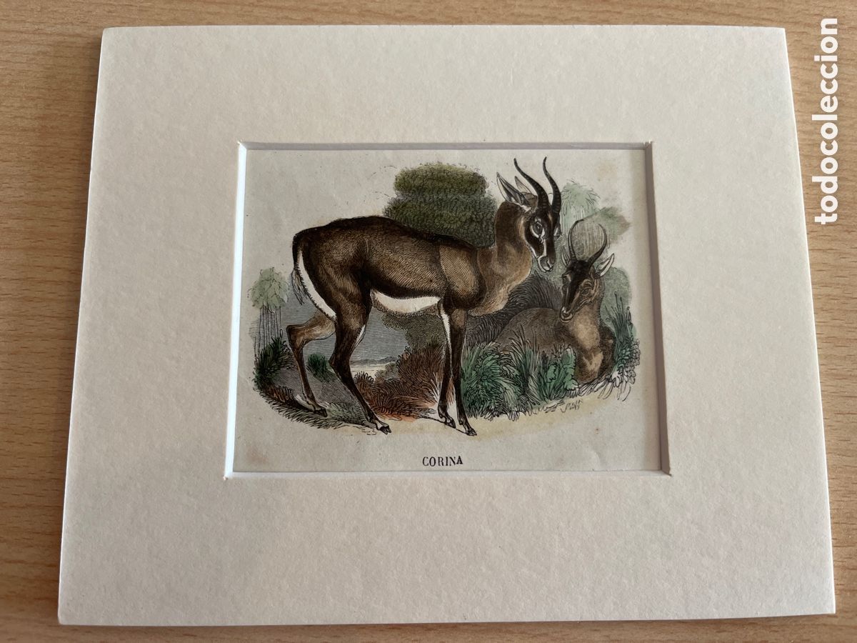 Arte: GRABADO. Peque&ntilde;o cuadro con grabado original del Museo Pintoresco de Historia Natural. 1853