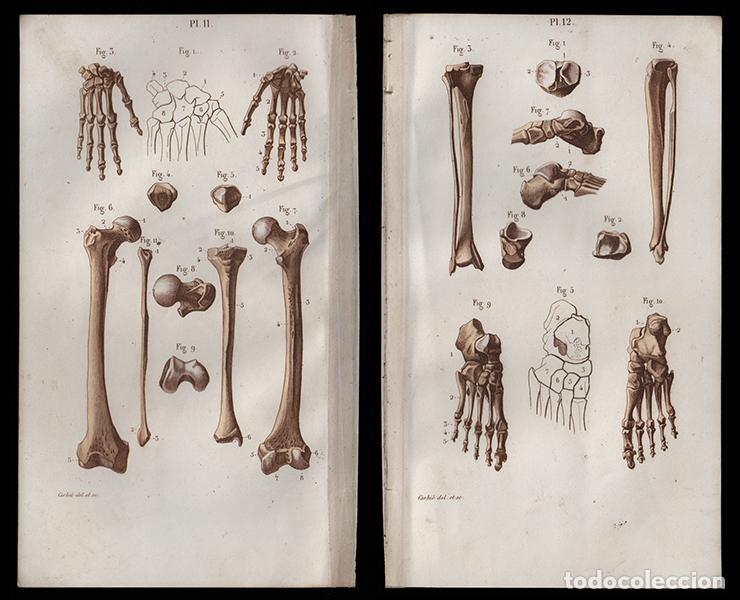 Arte: 2 PEQUE&Ntilde;OS GRABADOS COLOREADOS DE ANATOM&Iacute;A, DE 1850: OSTEOLOG&Iacute;A. F&Eacute;MUR, R&Oacute;TULA, TIBIA, ETC. CORBI&Eacute;