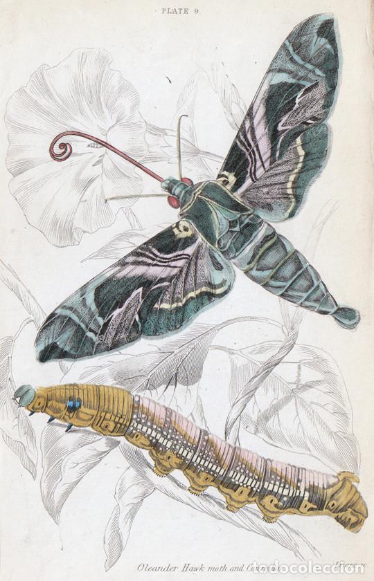 Arte: PEQUE&Ntilde;O GRABADO ILUMINADO DE LIZARS, 1836. MARIPOSA, POLILLA. ESFINGE DE LA ADELFA o DAPHNIS NERII