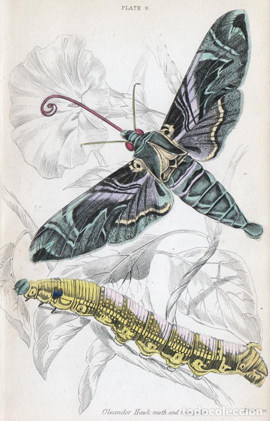Arte: PEQUE&Ntilde;O GRABADO ILUMINADO DE LIZARS, 1836. MARIPOSA, POLILLA. ESFINGE DE LA ADELFA o DAPHNIS NERII