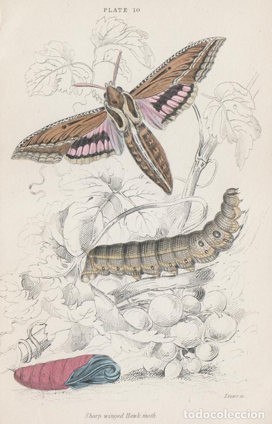 Arte: PEQUE&Ntilde;O GRABADO ILUMINADO, DE LIZARS, 1836. MARIPOSA N., POLILLA. ESFINGE RAYADA o HIPPOTION CELERIO