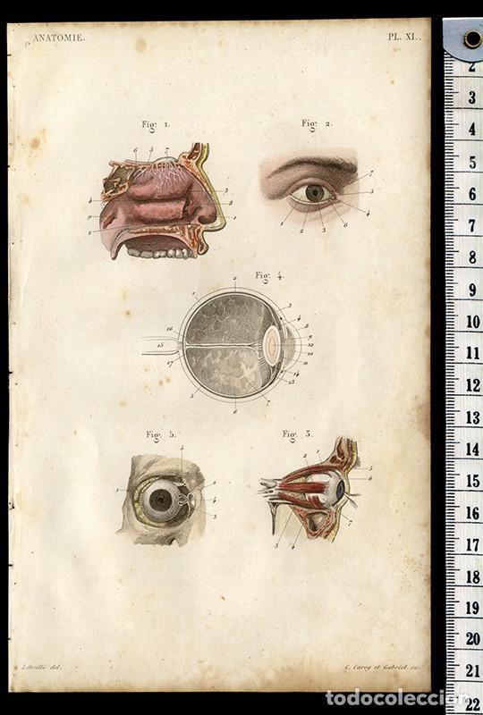 Arte: PEQUE&Ntilde;O GRABADO ANAT&Oacute;MICO ILUMINADO, 1855: &Oacute;RGANOS SENSORIALES. OJOS Y FOSAS NASALES. L&Eacute;VEILL&Eacute;