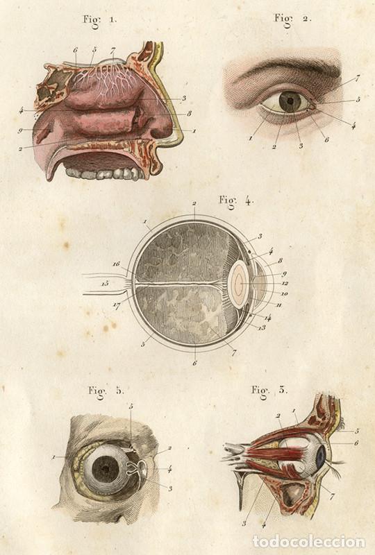 Arte: PEQUE&Ntilde;O GRABADO ANAT&Oacute;MICO ILUMINADO, 1855: &Oacute;RGANOS SENSORIALES. OJOS Y FOSAS NASALES. L&Eacute;VEILL&Eacute;
