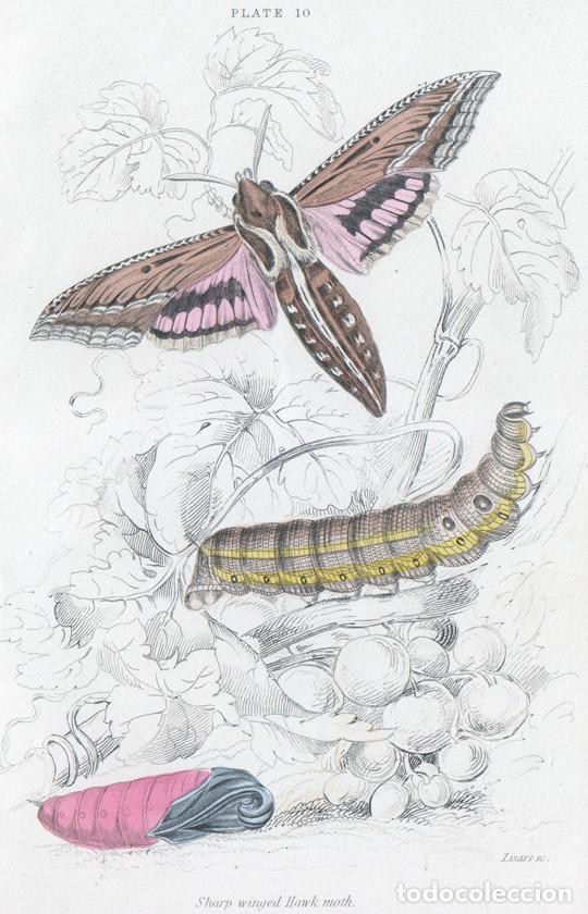 Arte: PEQUE&Ntilde;O GRABADO ILUMINADO, DE LIZARS, 1836. MARIPOSA N., POLILLA. ESFINGE RAYADA o HIPPOTION CELERIO