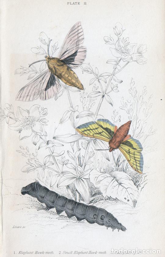 Arte: PEQUE&Ntilde;O GRABADO ILUMINADO DE LIZARS, 1836. MARIPOSA N., POLILLA. ESFINGE MORADA o DEILEPHILA ELPENOR